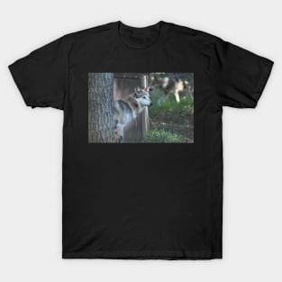 Mexican Grey Wolf T-Shirt